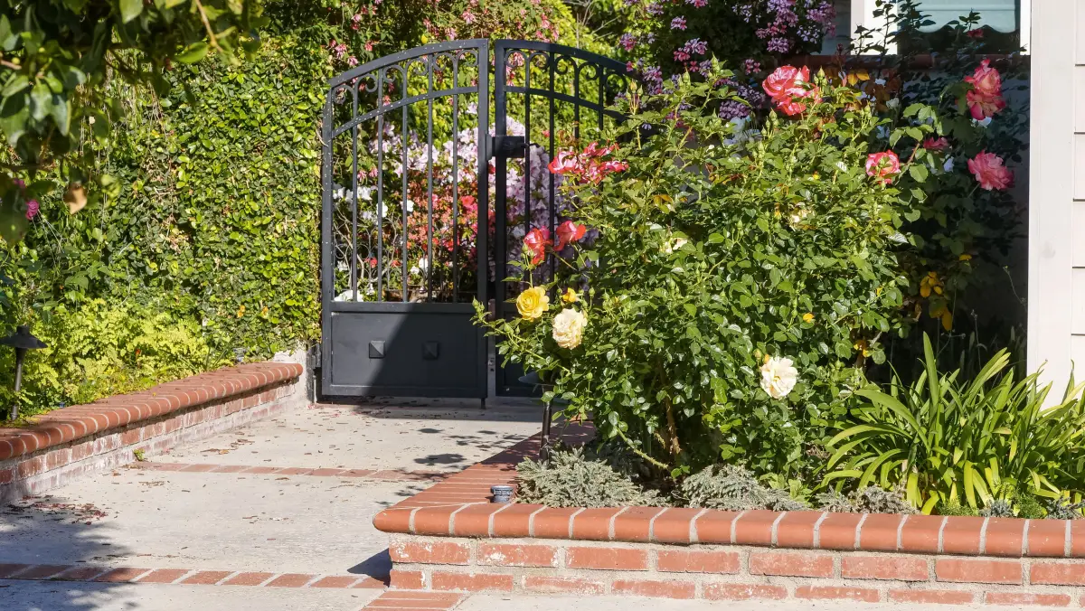 A black metal walk gate in a garden wall with roses climbing beside it