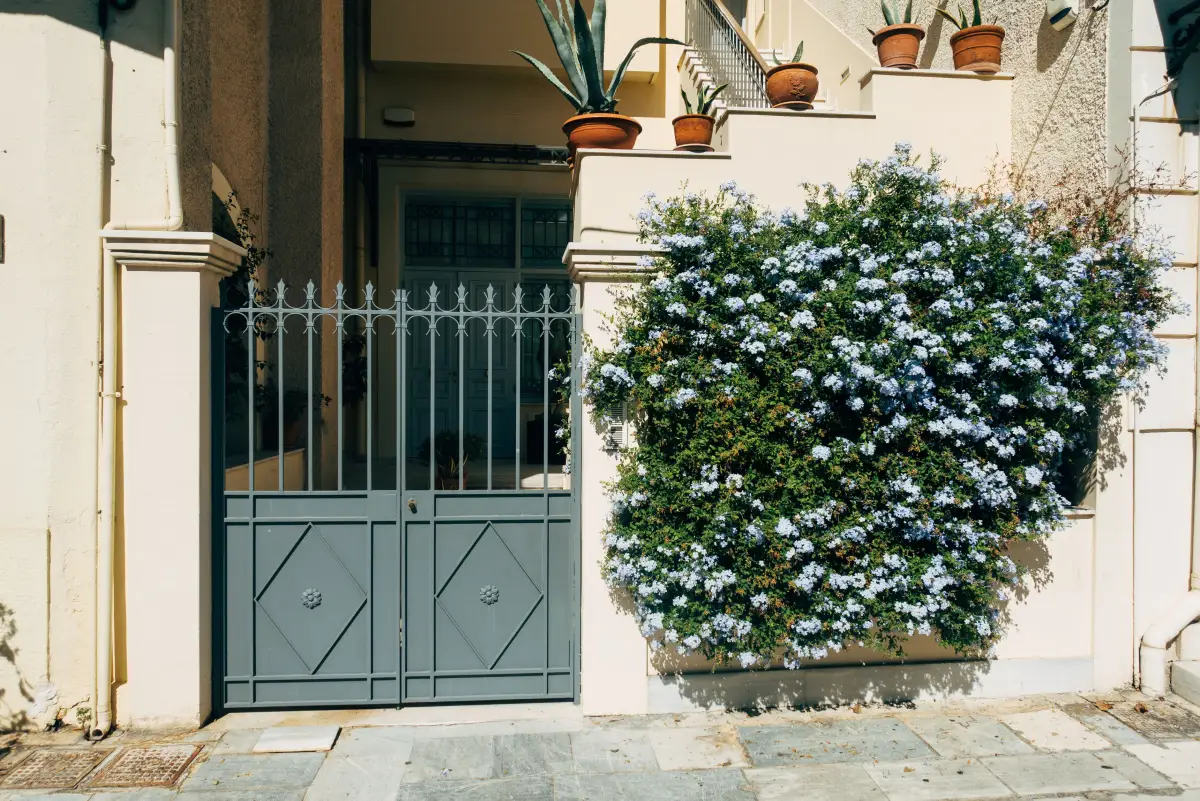 A grey metal gate closed across a house entrance with a flowering shrub to one side