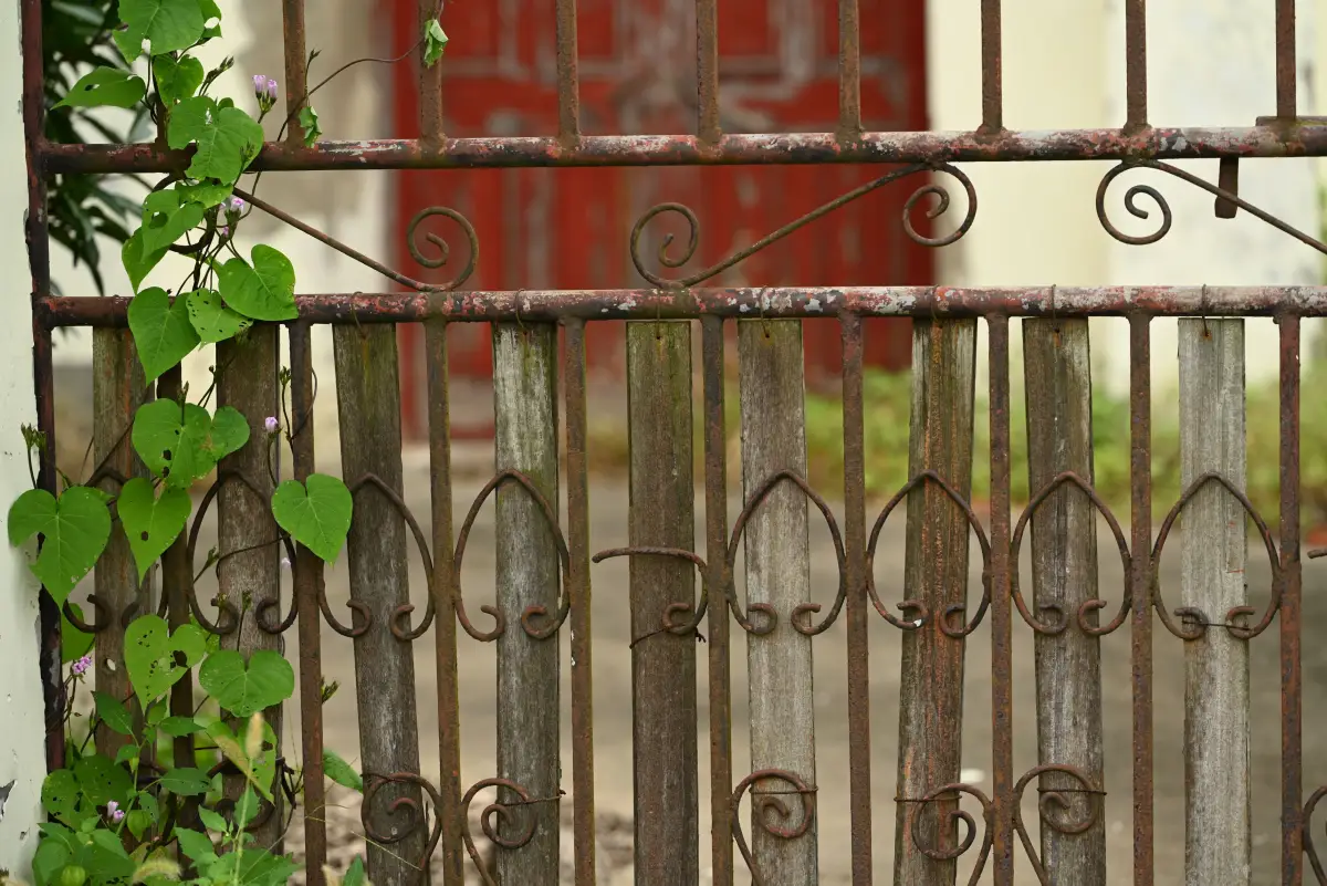 A rusted iron gate with peeling paint and vines growing through the pickets